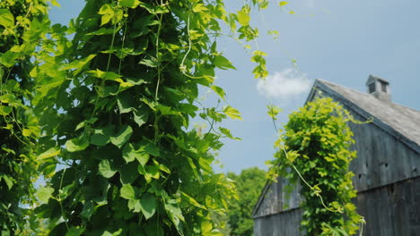 Eine-Brauerei-Mit-Eigener-Hopfenfarm-Hopfenpflanzen-Winden-Sich-Um-Säulen