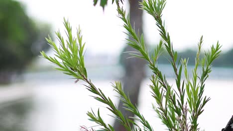 close-up of tree branch swaying gently