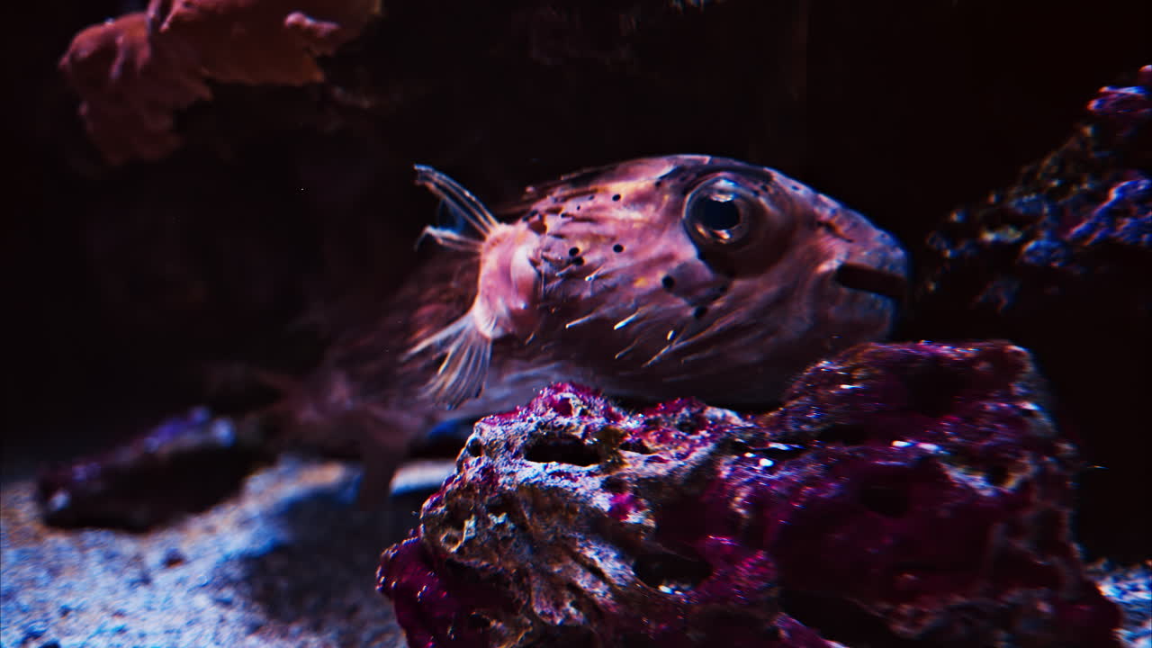 Close up of a Cyclichthys fish swimming near coral reefs