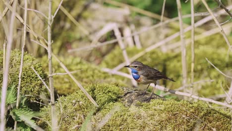 Blaukehlchen-Füttert-Und-Pickt-Insekten-Auf-Moosigen-Felsen