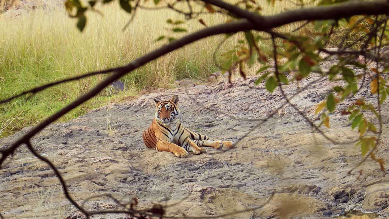 Bengal tiger is a Panthera tigris population native to the Indian subcontinent. Ranthambore National Park Sawai Madhopur Rajasthan India.