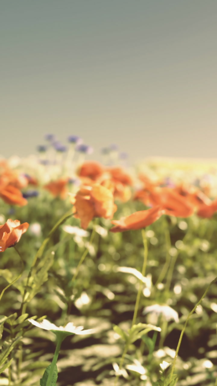 Colorful flowers bloom in a sunny field during spring season