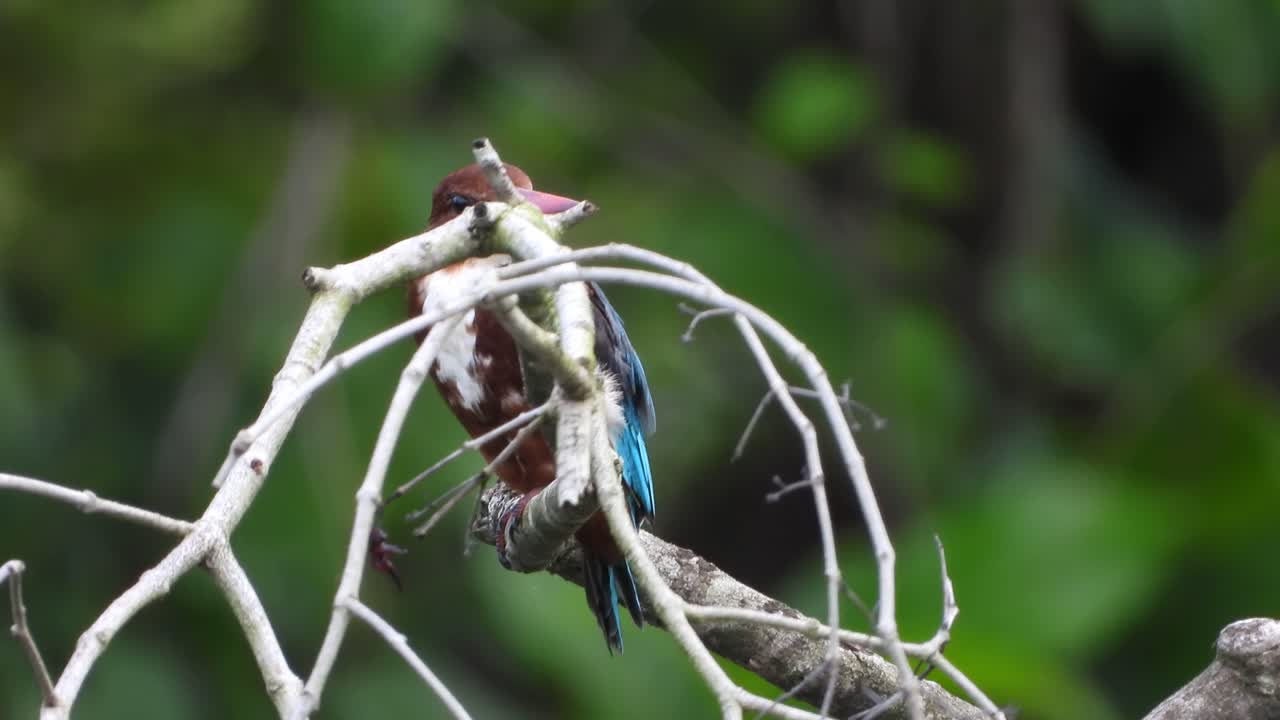 галкин в дереве uhd mp4 4k .