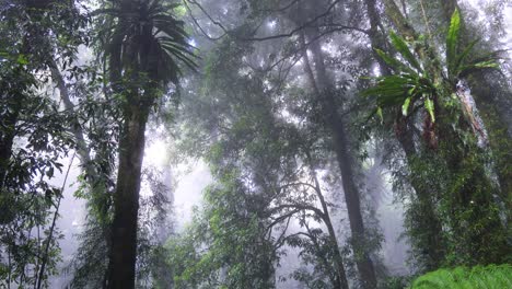 a serene journey through a foggy forest canopy