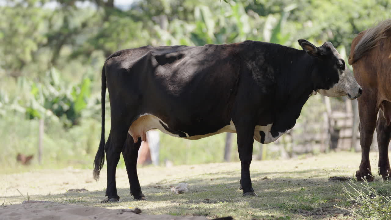 Close-up sapi merumput, ekornya bergerak di lingkungan luar ruangan alami.