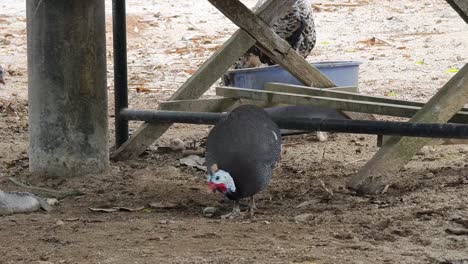 guineafowl in a farm yard