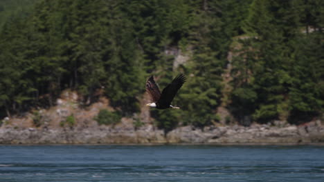 Ein-Adler-Fliegt-In-British-Columbia,-Kanada,-über-Den-Ozean-Und-Sucht-Nach-Fischen