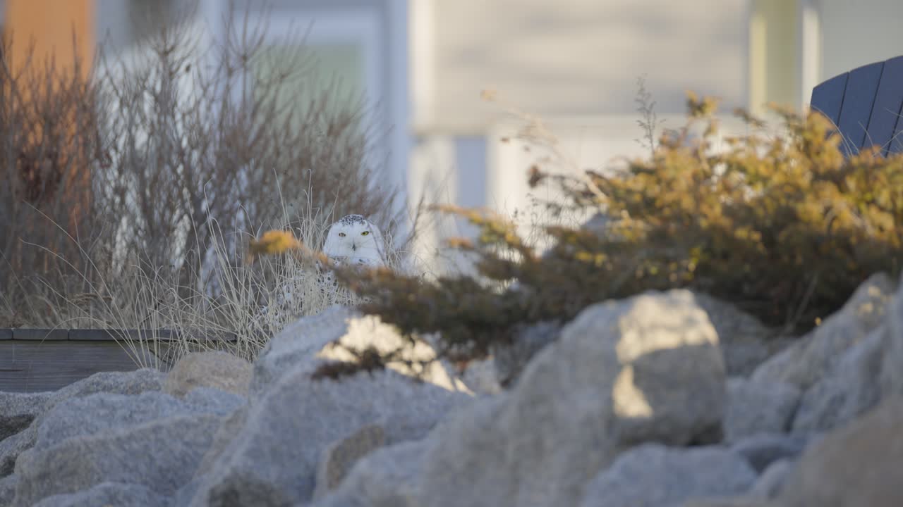Snowy owl perched on rocks near shrubs and a building on a clear winter day