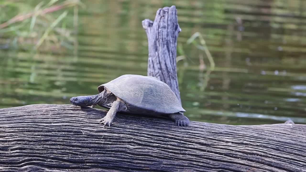 Turtle on a log