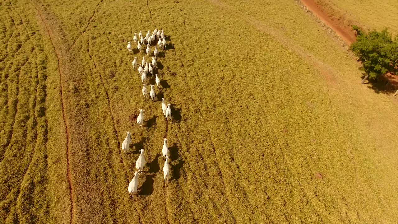 Herd of Cattle Grazing in a Field