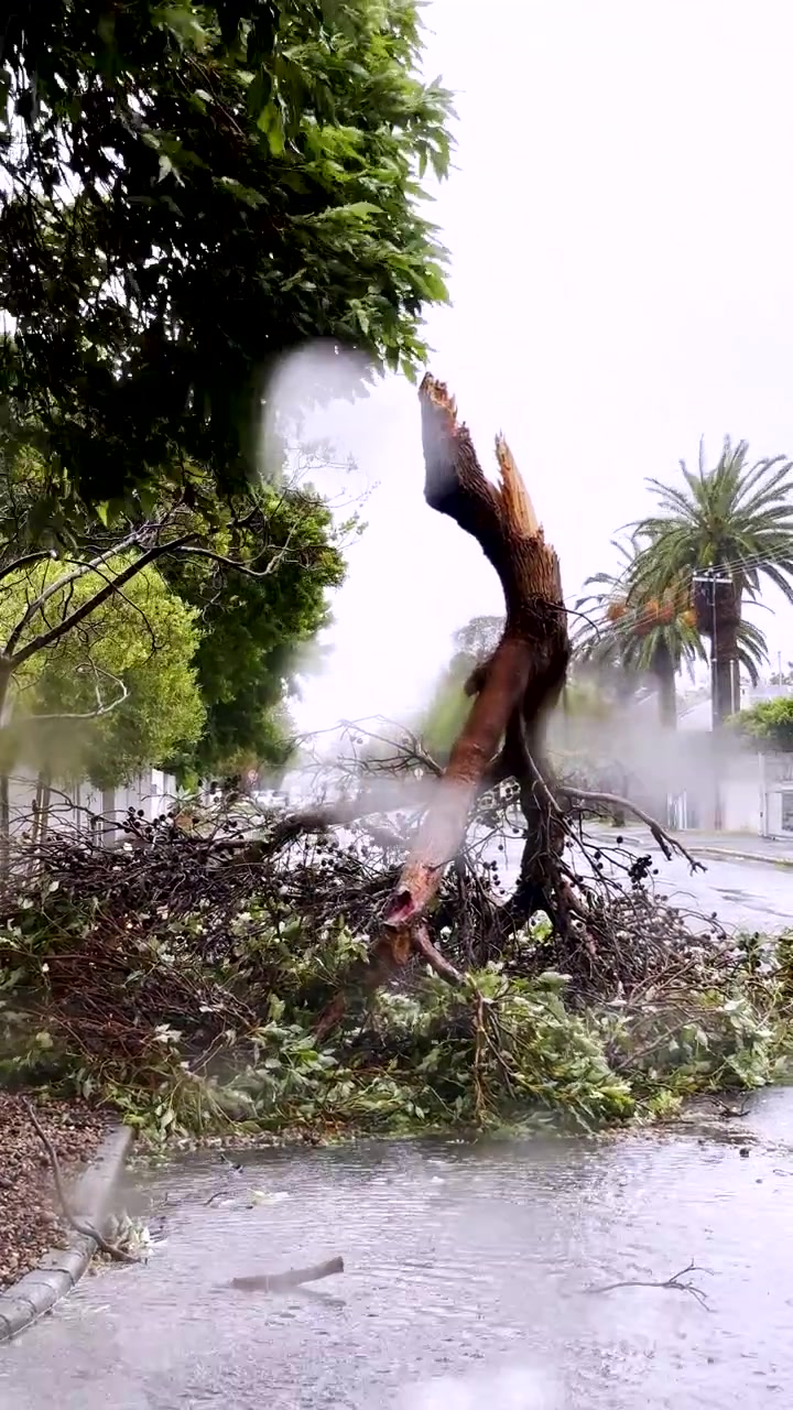 Broken tree branch after severe storm in neighborhood street. Vertical