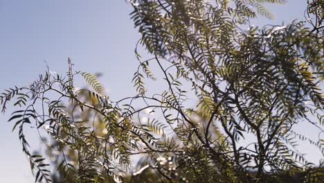 Hojas-De-árbol-De-Mezquite-De-Miel-Que-Soplan-En-El-Viento-En-Un-Día-De-Cielo-Azul