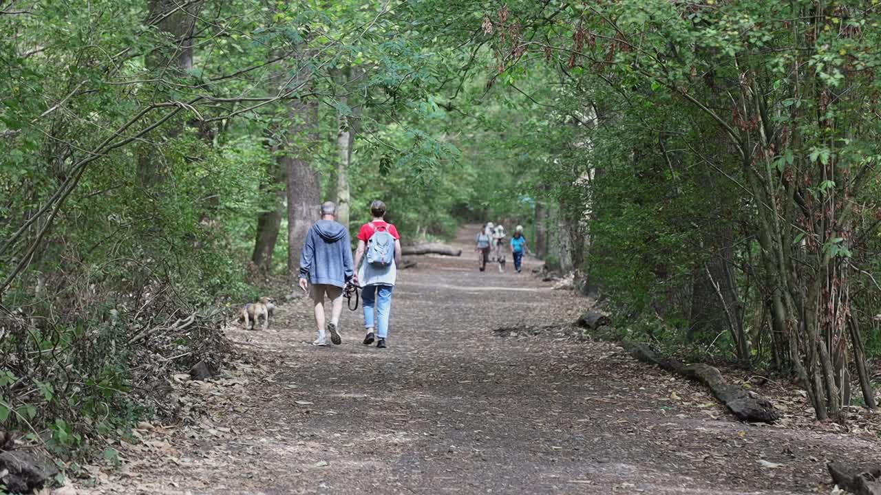 People enjoy beautiful day while walking on forest pathway, slow motion back view
