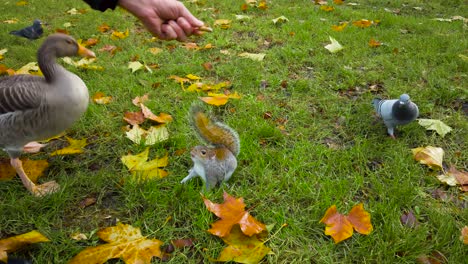 High-angle-shot-over-hands-feeding-a-duck,grey-squirrel-and-a-group-of-pigeons-in-a-green-garden-during-evening-time-during-dry-season