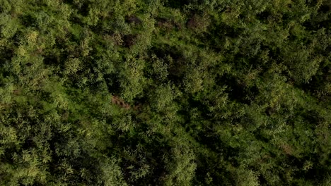 Aerial-view-over-forest,-revealing-a-valley-with-meadows-and-hills,-sunny,-summer-day---tilt-up,-drone-shot