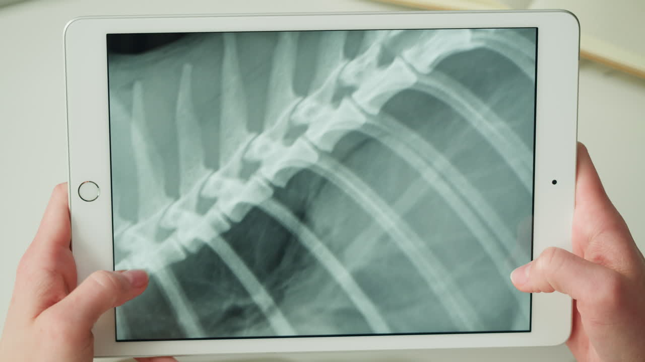Veterinary X-Ray of a Dog's Spine