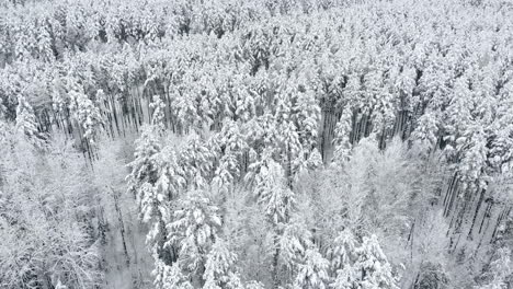 Estudio-Aéreo-Del-Bosque-Invernal