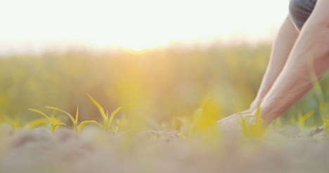 Farmer-Examining-Soil-Quality