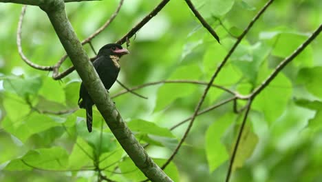 broadbill oscuro, corydon sumatranus, patrimonio mundial de la unesco, parque nacional kaeng krachan, tailandia