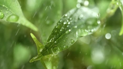 Primer-Plano-De-Gotas-De-Lluvia-En-Cámara-Súper-Lenta.-La-Lluvia-Gotea-Sobre-Las-Hojas-Verdes-De-La-Planta.