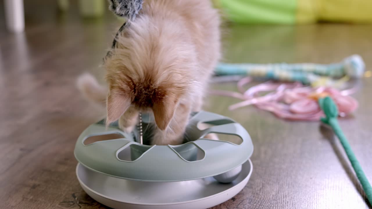 Adorable three month old Maine Coon kitten with beige-brown fur playing with trapped ball toy on wood floor, close up slow motion
