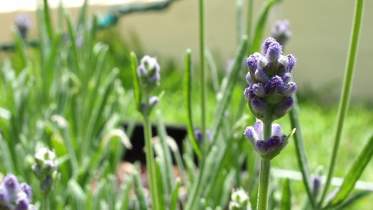 flor y capullos de lavanda