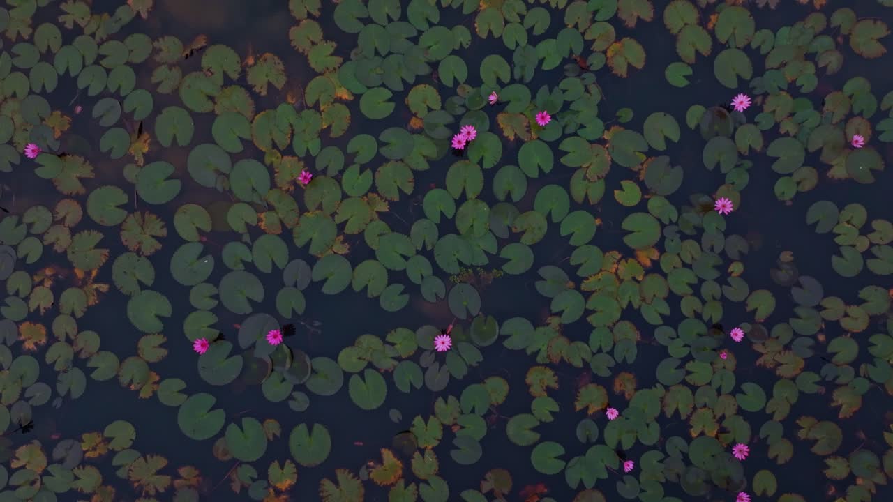 Lago di fiori di loto in fiore che risplende sotto il cielo mattutino, Thailandia