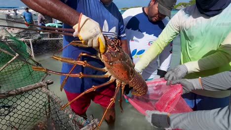 fisherman pulls big lobster from the trap where they are kept alive in the shallow water while they are sold