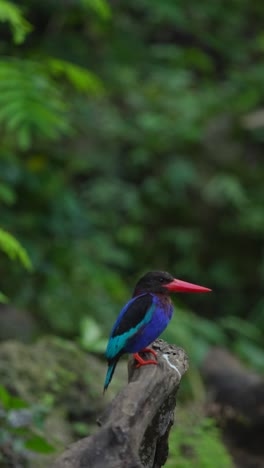 colorful kingfisher perched in a lush green environment