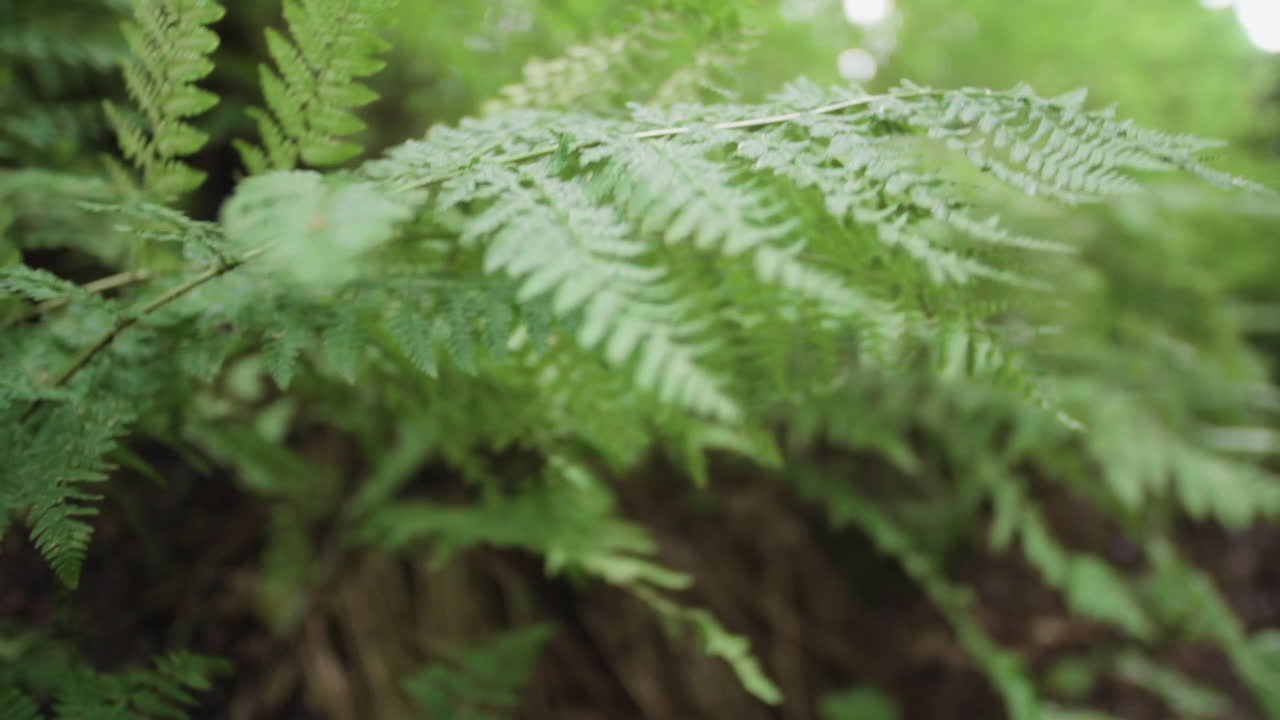 Closeup of ferns moving in a breeze in a jungle.