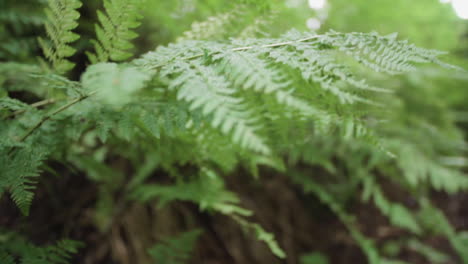 closeup of ferns moving in a breeze in a jungle.