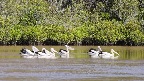 a flock of pelicans gracefully floats on a river, surrounded by lush mangroves under bright daylight