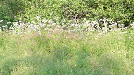 Weiße-Blumensträuße-Entlang-Eines-Weges