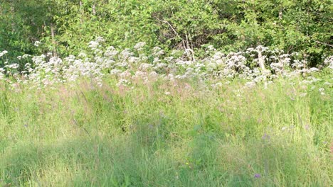 ramo de flores blancas a lo largo de un camino
