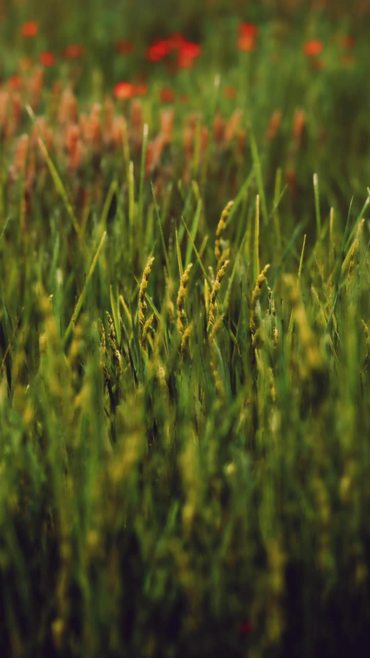 cerca de la hierba verde con flores rojas
