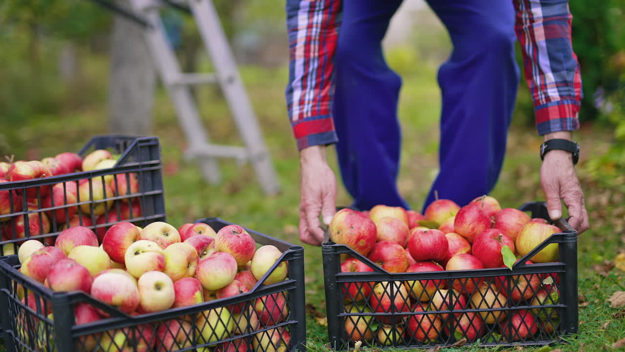 Apples in basket agricultural harvesting. Fresh organic fruits garden in basket.