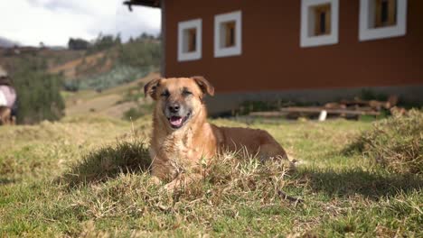 Exhausted-golden-indie-dog-leaving-at-Yungay-Peru-farms