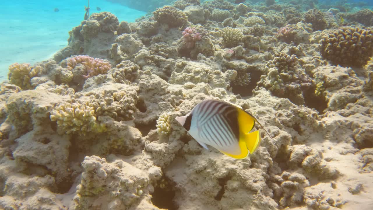 Nærbillede af en stribet Chaetodon Auriga eksotisk fisk, der svømmer på bunden af Det Røde Hav, slowmotion.