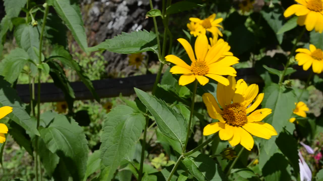 Fiori nel bosco. Sfondo forestale, natura