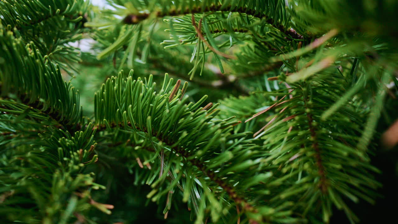 A detailed close up of green fir tree branches with fresh and vibrant needles