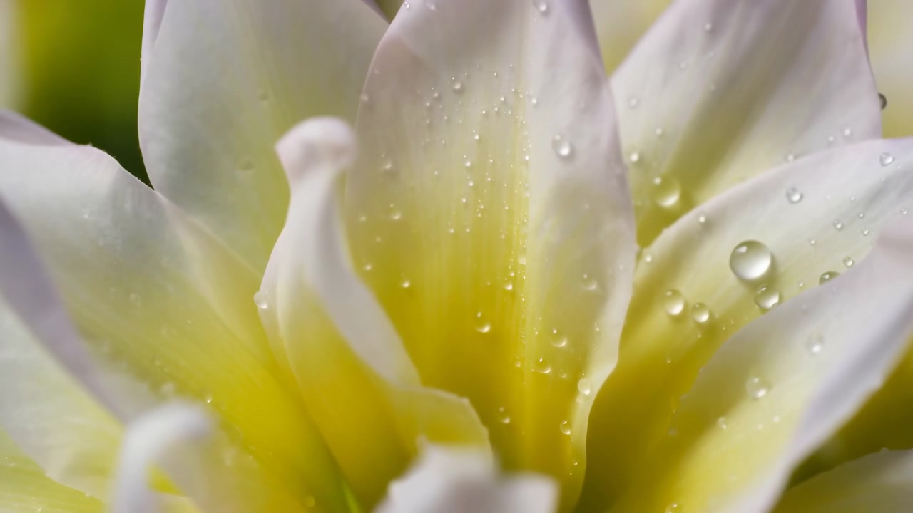 Un impresionante lapso de tiempo de floración de una flor blanca con centro amarillo, capturada en un primer plano macro en un prado soleado. El entorno sereno y natural resalta los colores vivos y la ser