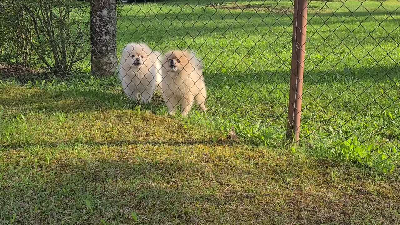 두 개의 귀여운 부드러운 개는 행복하게 그들의 주인을 기다리고 있습니다, 그들은 귀여운  ⁇  컵처럼 보입니다
