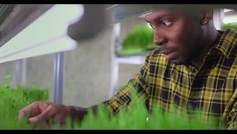 man inspecting microgreens in a vertical farm