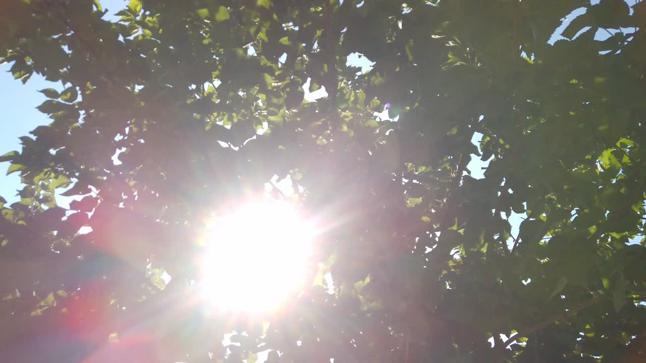 Sun shining through lush green leaves of a tree