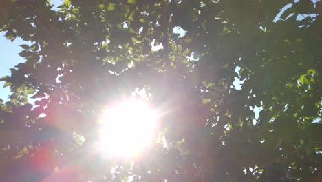 sun shining through lush green leaves of a tree