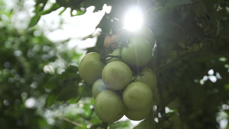 bunch of un-ripe tomatoes hanging with sun flares passing through in slow motion