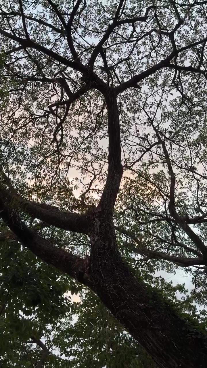 Vista en ángulo bajo de una gran copa de árbol contra el cielo del atardecer