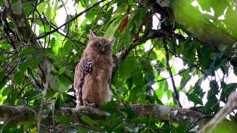 魚烏 (buffy fish owl) 是一個大型烏,但卻是四種烏中最小的