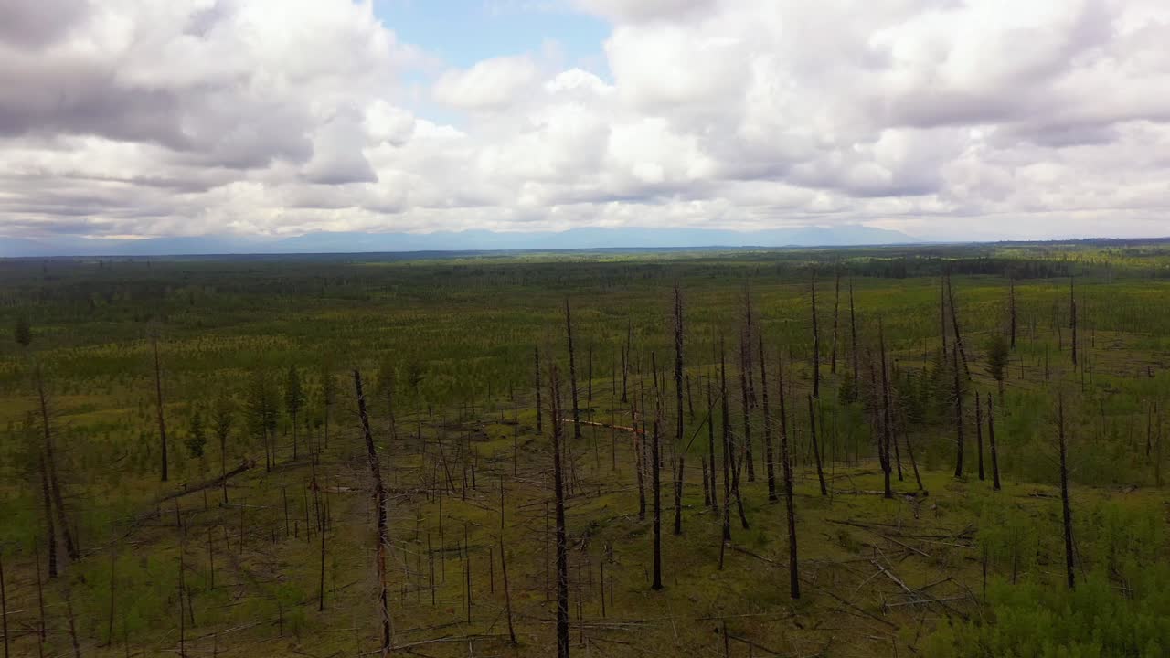 naturaleza resistente: fotografía aérea de un avión no tripulado de un nuevo crecimiento en un bosque quemado