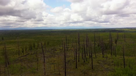 Naturaleza-Resiliente:-Toma-Aérea-De-Un-Nuevo-Crecimiento-En-Un-Bosque-Quemado